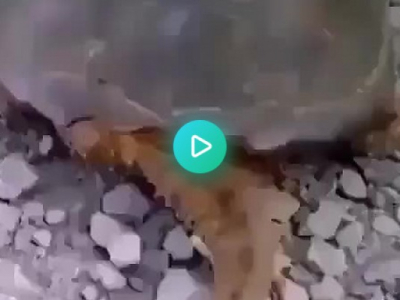 Titiller une tortue serpentine