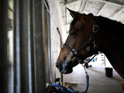 &quot;Animaux mutilés : un cheval retrouvé émasculé et les yeux arrachés dans l'Hérault&quot;