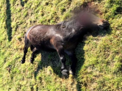 Premières conclusions de l'enquête sur les mutilations de chevaux