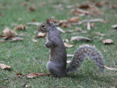 «Ça s’est transformé en match de catch» : des New-Yorkais victimes d’écureuils agressifs