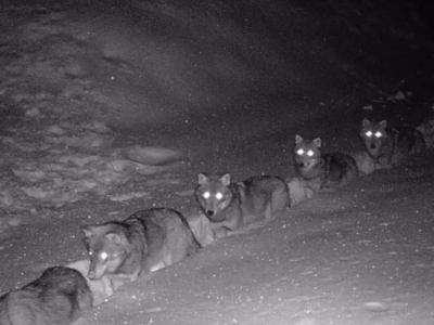 &quot;Ça bouchonne&quot; : des loups filmés en meute dans la neige en Savoie
