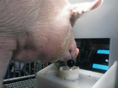 INSOLITE : même les porcs peuvent apprendre à jouer aux jeux vidéo, comme le prouve une étude étasunienne