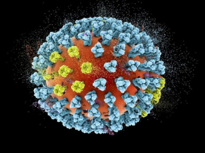 Grippe aviaire H5N8 : la Russie dit avoir détecté le premier cas de transmission à l'être humain