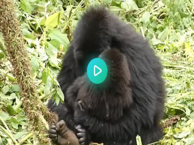 Une jeune femelle gorille de 7 ans trop jeune pour avoir son propre petit, joue à la baby-sitter avec un petit du groupe