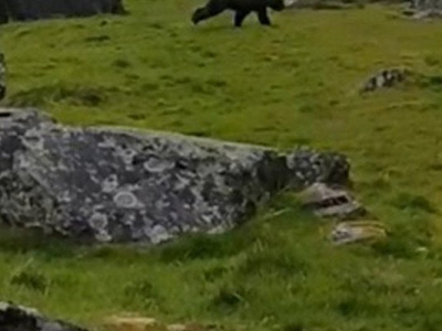 Deux vidéos d'ours dans les Pyrénées