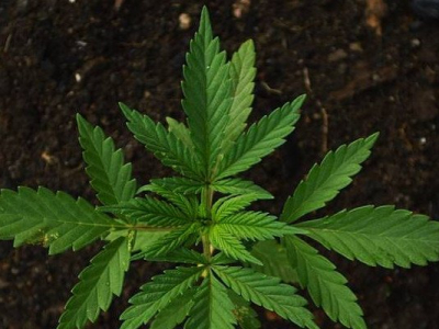 Puy-de-Dôme : les plants étiquetés &quot;cannabis&quot; étaient vendus... en grande surface