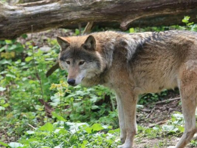 Hautes-Alpes : un loup découvert pendu devant la mairie d’une petite commune.