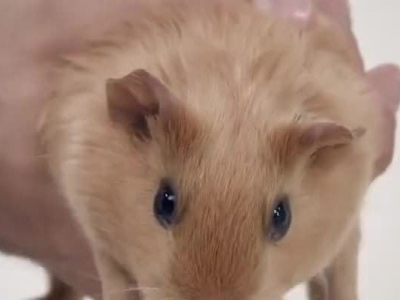 Une histoire d'hamster ou comment bien entretenir ses hamsters et les prévenir de maladie.