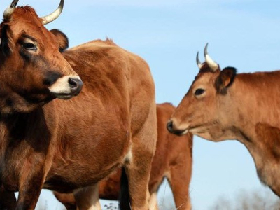 un éleveur de l’Oise condamné à payer 100 000 euros pour le bruit et l’odeur de ses vaches