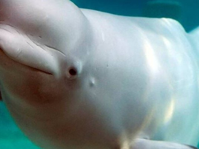Un beluga aurait été repéré dans la Seine