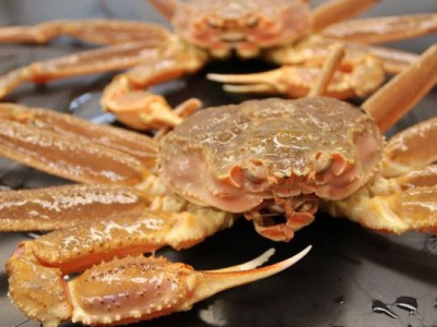 L’Alaska annule la saison de pêche au crabe des neiges et au crabe royal après la &quot;disparition&quot; d'1 milliard d'individus (90% de la population)