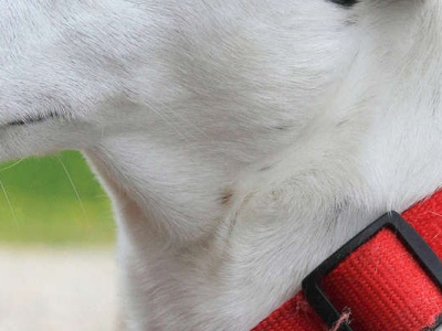 L’interdiction des colliers de dressage pour chiens et chats votée par l’Assemblée nationale