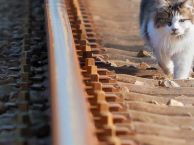 Le chat fugue sur les rails, la SNCF refuse de retarder le départ du train