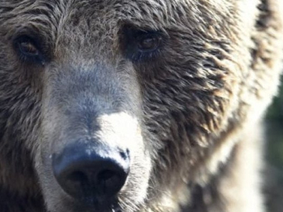 En Italie, un jeune joggeur de 26 ans tué par un ours