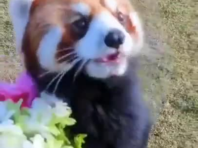 Panda roux fleuriste.