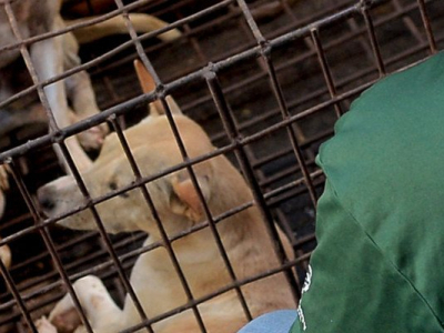 Un marché influent en Indonésie cesse de vendre de la viande de chat ou de chien