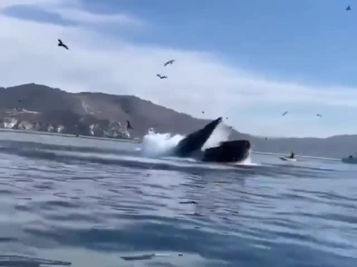 Une baleine à bosse gobe 2 kayakistes