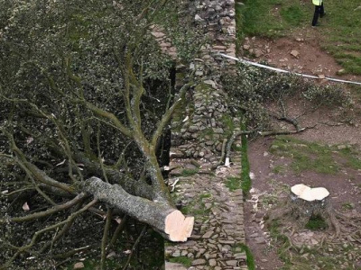 “Déchirant” : l’un des arbres les plus célèbres du Royaume-Uni a été découpé à la tronçonneuse