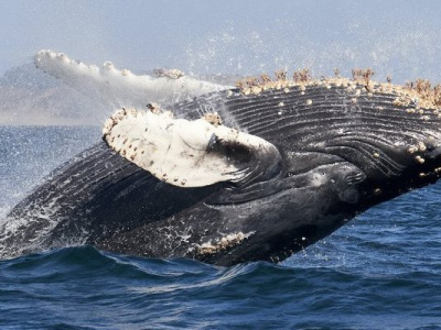 Une équipe scientifique a établi une communication avec une baleine.