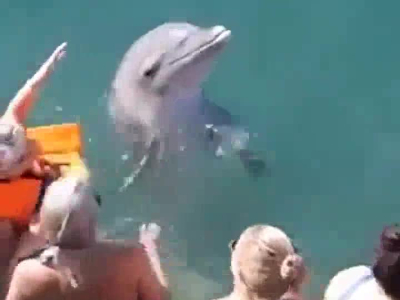 Kisser le dauphin