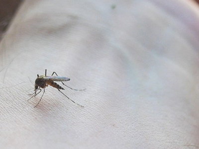 La Guyane affronte une épidémie exceptionnelle de dengue.