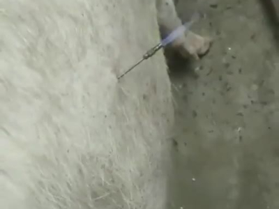 Le trocart est un instrument vétérinaire qui sert à percer la panse des vaches pour évacuer le trop plein de méthane.
