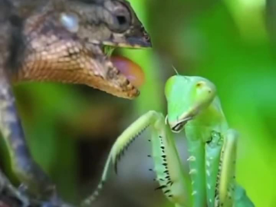 Reptile vs Mantis religiosa