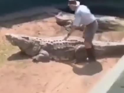Idiot vs Crocodiles