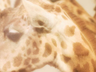 La sélection naturelle aurait dû éliminer les girafes… et si Darwin avait tout faux ?