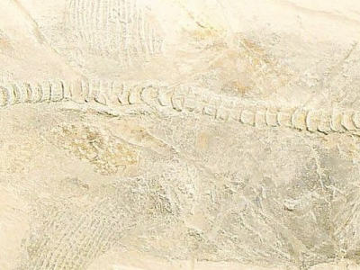 Un paléontologue rennais a résolu un mystère vieux de deux siècles