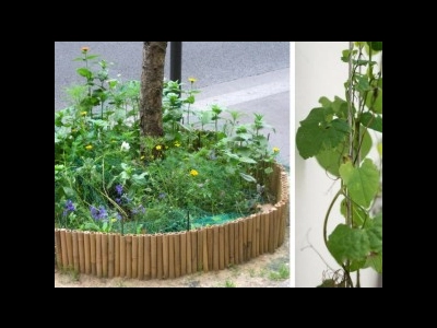 Paris invente le permis de végétaliser