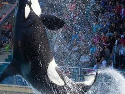 Spectacles de cétacés bientôt interdits : à Antibes, Marineland projette une fermeture définitive le 5 janvier