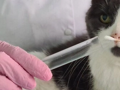 Un radiologue italien poursuivi pour avoir fait passer un scanner à son chat