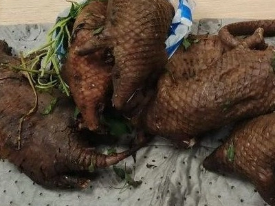 Opération Thunder : à Bordeaux, les Douanes françaises saisissent plus de 16 kilos de viande de pangolin