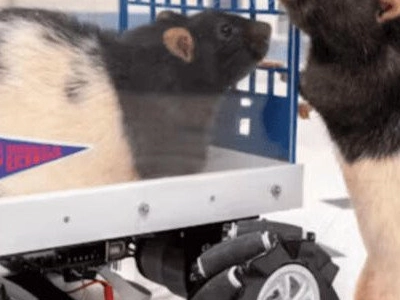 Pourquoi apprendre à conduire met les rats en joie?