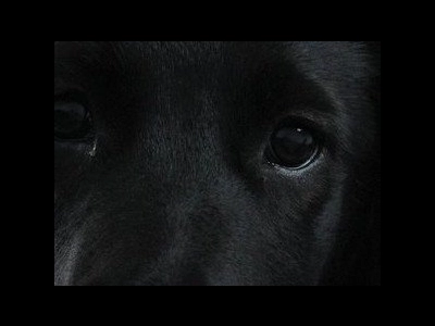 Pour ne pas rater son vol, elle noie son chien dans les toilettes