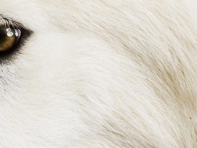 The Return of the Dire Wolf