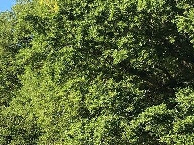 Rencontre entre les botanistes Gilles Clément et Francis Hallé